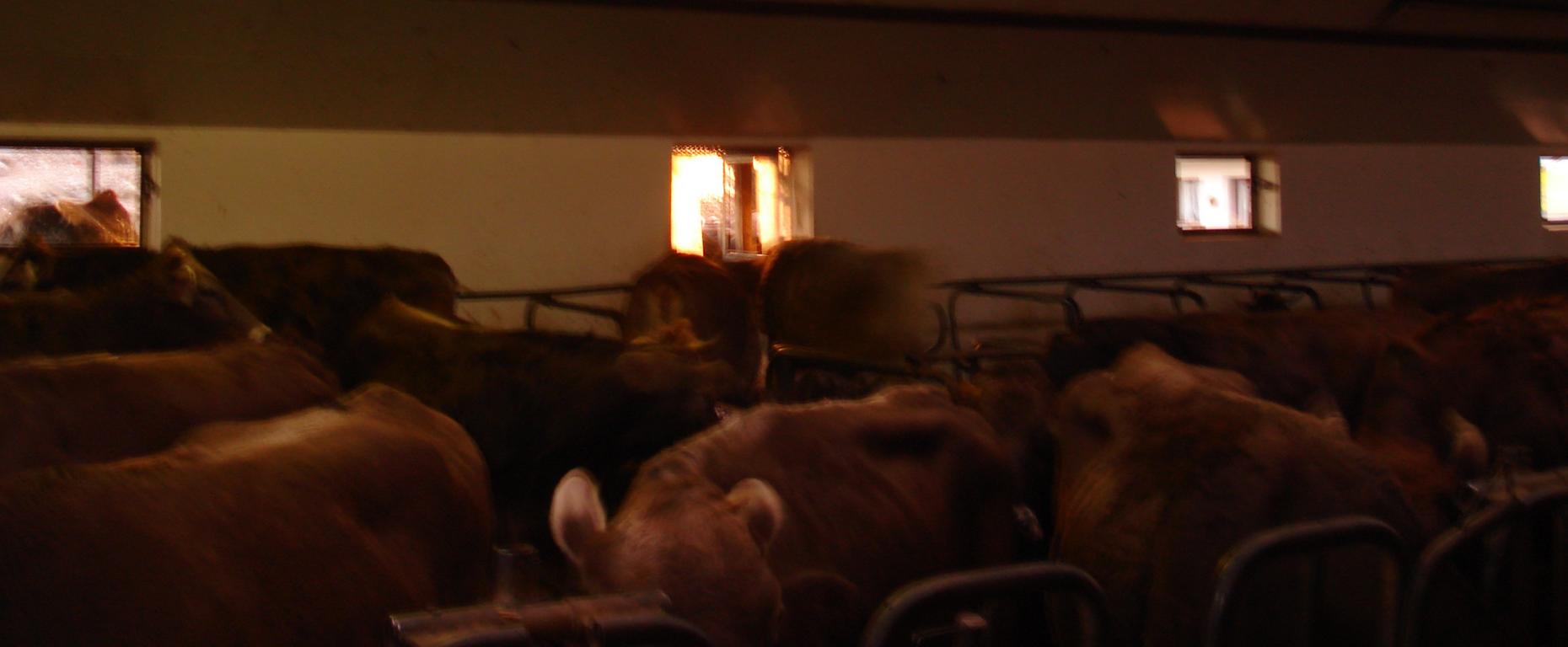 Foto: Regina Franziska Rau - Der Bereich der Kühe vom Bauern Süss - sie dürfen nun alle hier leben, ohne etwas leisten zu müssen